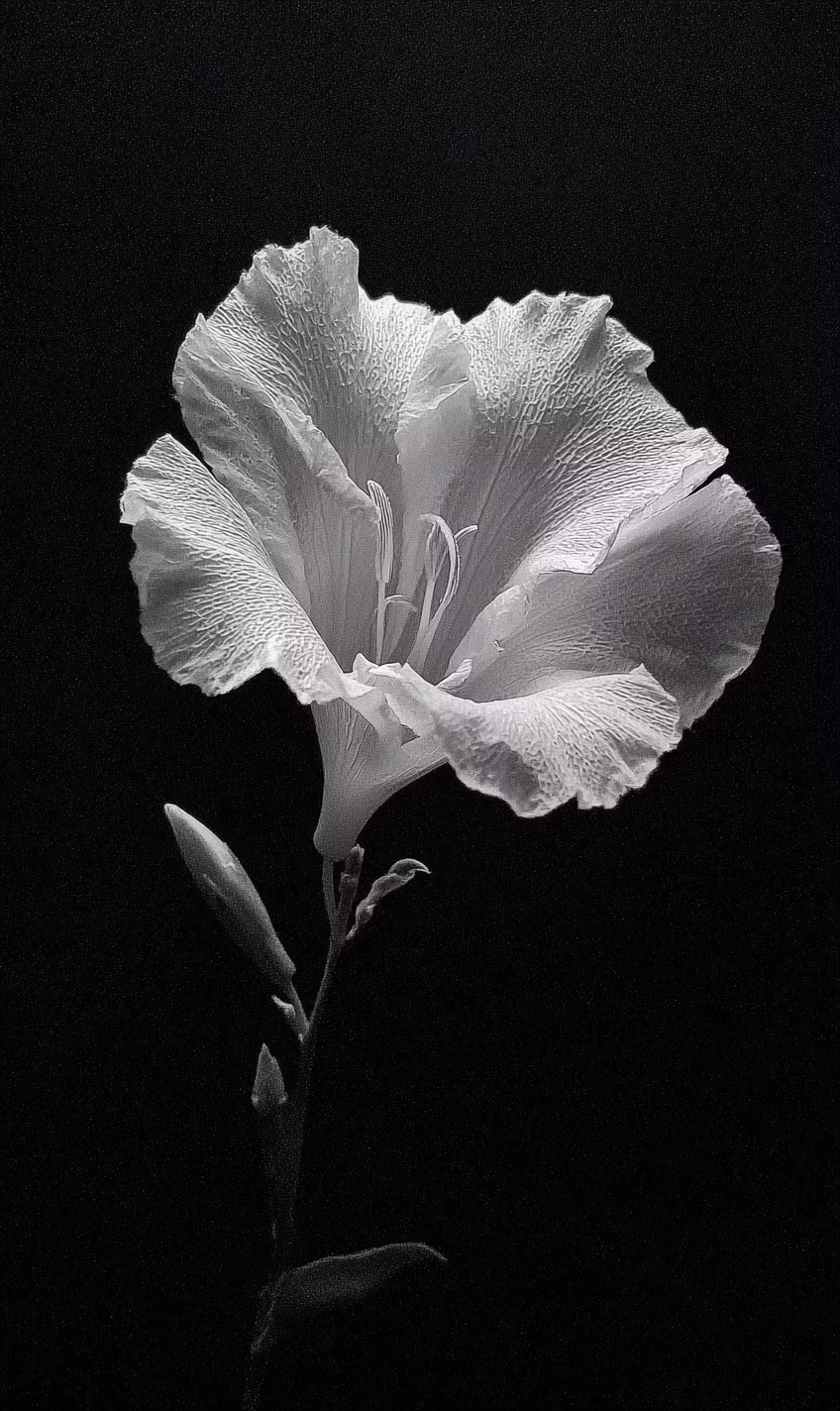 6d In front of a pitch - black background, a single white flower stands quietly with its petals fully unfurled. The petals are in irregular shapes, perhaps with subtle serrations or curls at the edges, and their surfaces have delicate and unique textures, as if telling a special story. The stamen part has a distinctive shape, maybe composed of some strange lines or forms, setting off the petals.
